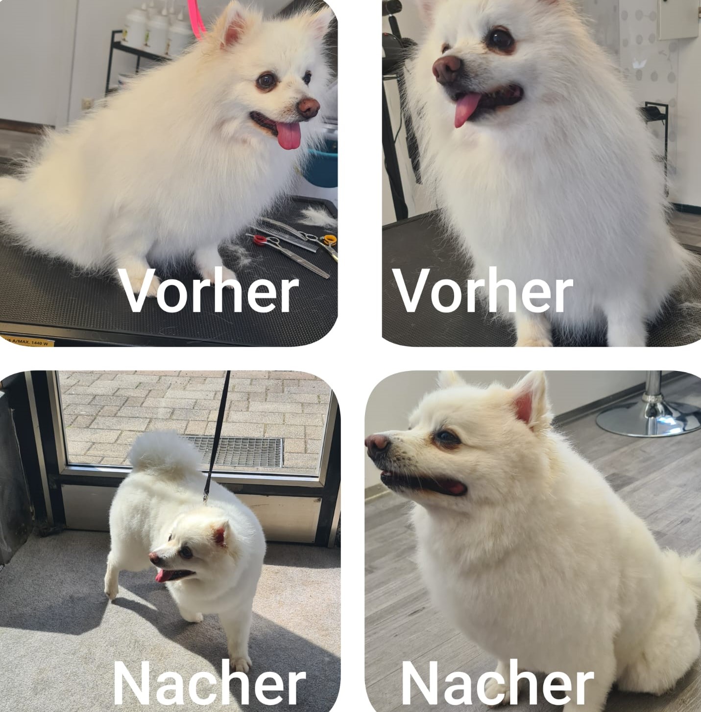 Hundesalon Bild 13